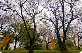 Lemon Hill